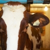 Pró ambiente: carne com procedência